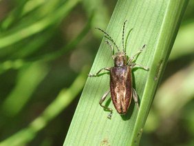 Gerandeter Igelkolben-Schilfkäfer Donacia marginata 