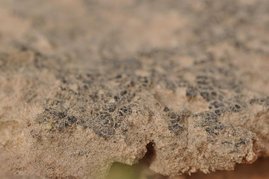 Biologische Sandkrusten in der Negev-Wüste in Israel sind der Lebensraum der Grünalge Chlorella ohadii 
