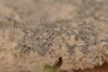 Biologische Sandkrusten in der Negev-Wüste in Israel sind der Lebensraum der Grünalge Chlorella ohadii. Biologische Sandkrusten in der Negev-Wüste in Israel sind der Lebensraum der Grünalge Chlorella ohadii