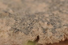Biologische Sandkrusten in der Negev-Wüste in Israel sind der Lebensraum der Grünalge Chlorella ohadii. Biologische Sandkrusten in der Negev-Wüste in Israel sind der Lebensraum der Grünalge Chlorella ohadii
