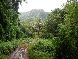 Wald auf Rarotonga, eine der Cook Inseln im zentralen Südpazifik 