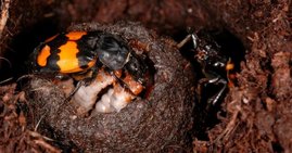 Elterntiere des Schwarzhörnigen Totengräbers (Nicrophorus vespilloides) versorgen ihre Larven. Elterntiere des Schwarzhörnigen Totengräbers (Nicrophorus vespilloides) versorgen ihre Larven.