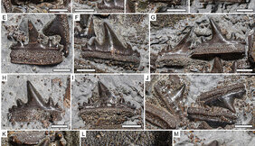 Bezahnung des neuen hybodontiformen Urzeithaies Durnonovariaodus maiseyi