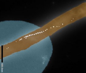 Elektronenmikroskopische, kolorierte Aufnahme der Kette von magnetischen Nanopartikeln eines einzelnen Bakteriums Magnetospirillum gryphsiwaldense, das auf einem Federbalken fixiert wurde. 