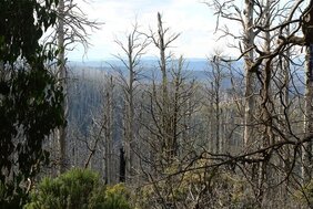 Abgebrannter Eukalyptus-Urwald in Australien. Nach solchen Waldschäden sei es für die Biodiversität besser, nicht aufzuräumen,