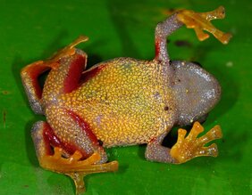 Rotschenkelfrosch, Platypelis ranjomena, von der Ostküste Madagaskars,