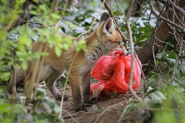 Stadtfuchs mit potenzieller Nahrung  