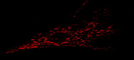Fibroblast mit gefärbten Mitochondrien.