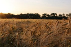 Ein Feld mit Gerste