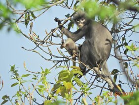 Erwachsenes Weibchen und Jungtier des Popa-Languren (Trachypithecus popa) im Krater von Mount Popa, Myanmar.