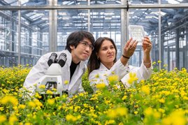 Die Co-Erstautoren Dr. An-Po Cheng und Manisha Haag untersuchten Lotus japonicus und seine Beziehung zu Rhizophagus irregularis