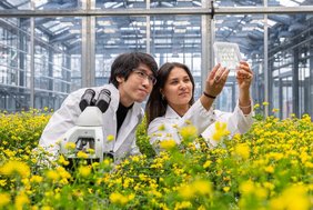 Die Co-Erstautoren Dr. An-Po Cheng und Manisha Haag untersuchten Lotus japonicus und seine Beziehung zu Rhizophagus irregularis