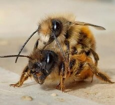 Wildbienen der Spezies Osmia bicornis bei der Paarung 