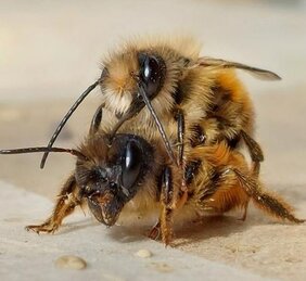 Wildbienen der Spezies Osmia bicornis bei der Paarung 