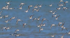 Sanderlinge (Calidris alba)