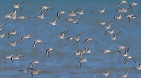 Sanderlinge (Calidris alba)