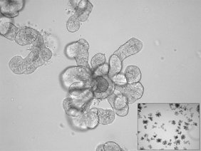 Lichtmikroskopische Aufnahme eines Darm-Organoids vom Flughund 