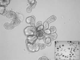 Lichtmikroskopische Aufnahme eines Darm-Organoids vom Flughund Lichtmikroskopische Aufnahme eines Darm-Organoids vom Flughund