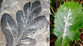 die ältesten bekannten Blattminen (Asteronomus maeandriformis) der Erdgeschichte aus dem Perm von Thüringen (links). Blattminen der Minierfliege Liriomyza an einer Gänsedistel (rechts).