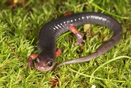 Salamander