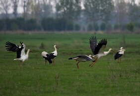 Mehre Weißstörche auf einer Wiese