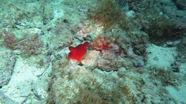 Seescheide im Meer