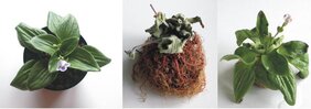 Wiederauferstehungspflanze Craterostigma plantagineum
