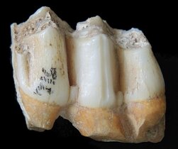 Fossile Zähne eines Leierhirsches (Rucervus eldii) aus der Fossiliensammlung der Höhle von Tam Ham Marklot. Der in der Mitte befindliche Zahn wurde für Zinkisotopenanalysen beprobt. 