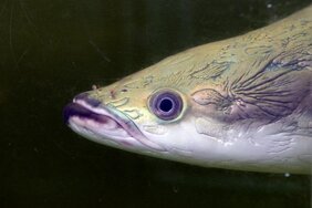 Der Arapaima ist einer der größten Süßwasserfische der Welt,  Amazonasgebiet 