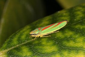 Rhododendronzikade Graphocephala fennahi 