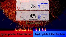 Prinzip des Haftmechanismus des Bakteriums Staphylococcus aureus auf wasserabweisenden, hydrophoben Oberflächen (links) im Vergleich zu wasseranziehenden, hydrophilen Oberflächen (rechts). 