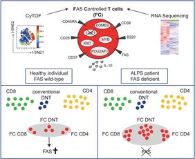 Eine ungewöhnliche Population stark proliferativer T-Zellen wird über das Zelltod-induzierende Molekül FAS kontrolliert.
