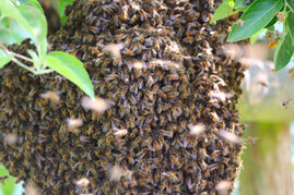 Bienen Drohnen