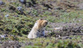 Eine Riesenmaulwurfsratte im äthiopischen Hochland lugt aus ihrem Bau.