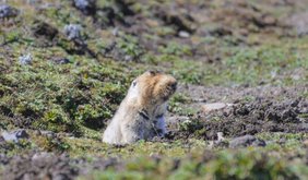 Eine Riesenmaulwurfsratte im äthiopischen Hochland lugt aus ihrem Bau.
