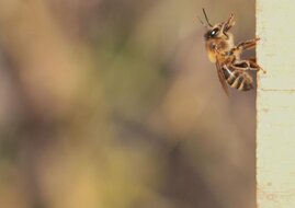 Alarmierte Honigbiene (Apis mellifera) 