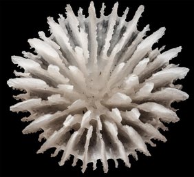 Deltocyathus zoemetallicus ist die erste hartschalige Koralle, die direkt auf den Mineralaggregaten lebt. 