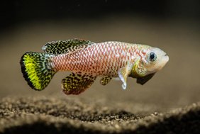 Der Türkise Prachtgrundkärpfling (Nothobranchius furzeri, Killifisch)