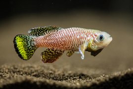 Der Türkise Prachtgrundkärpfling (Nothobranchius furzeri, Killifisch)