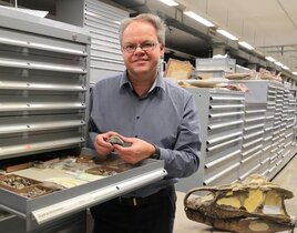 Dr. Rainer Schoch in der Sammlung des Naturkundemuseums Stuttgart mit dem Fossil der Mini-Echse Vellbergia bartholomaei.  