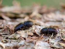 Buchdrucker auf Baumrinde in Nahaufnahme. 