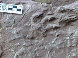 Fossilie Spuren eines Gorgonopsiers