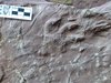 Fossilie Spuren eines Gorgonopsiers
