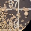 Benthische Foraminiferen aus einem der sauerstoffreichen Abschnitte, die in unserer Studie gefunden wurden  Quelle: S. Barragán-Montilla  