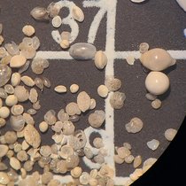 Benthische Foraminiferen aus einem der sauerstoffreichen Abschnitte, die in unserer Studie gefunden wurden  Quelle: S. Barragán-Montilla  