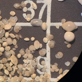 Benthische Foraminiferen aus einem der sauerstoffreichen Abschnitte, die in unserer Studie gefunden wurden  Quelle: S. Barragán-Montilla  