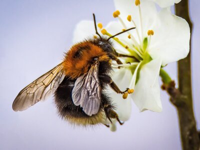 Hummel an Blüte