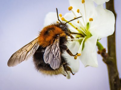 Hummel an Blüte