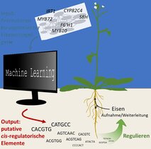 Bioinformatische Arbeitsschritte, um die cis-regulatorischen Elemente zu identifizieren.