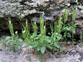 Das Resedablättrige Schaumkraut (Cardamine resedifolia)